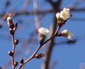 [花][桜][冬桜]冬桜