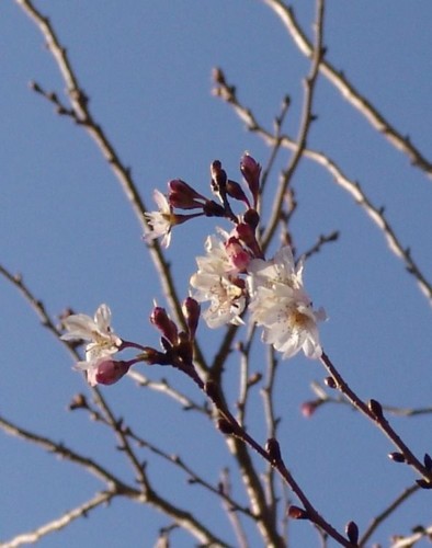 f:id:youko510:20091208141704j:image