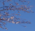 [花][桜][冬桜]冬桜