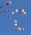 [花][桜][冬桜]冬桜