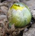 [花][福寿草]福寿草つぼみ