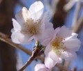 [花][冬桜]冬桜