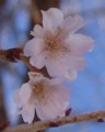 [花][冬桜]冬桜