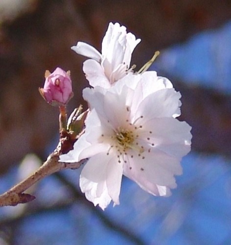 冬桜