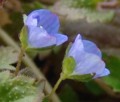 [花][いぬのふぐり]いぬのふぐり