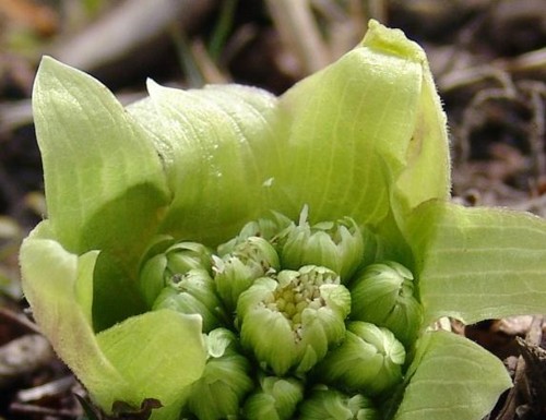 f:id:youko510:20110308113711j:image