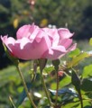 [花][ばら][背景有]ばら