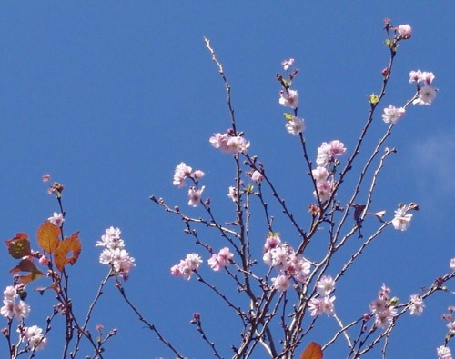 冬桜