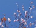 [花][桜][冬桜]冬桜