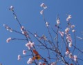 [花][桜][冬桜]冬桜