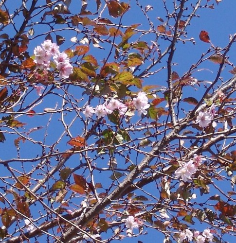 冬桜