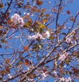 [花][桜][冬桜]冬桜