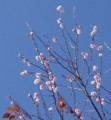 [花][桜][冬桜]冬桜