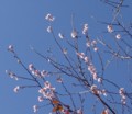 [花][桜][冬桜]冬桜