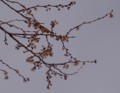 [花][冬桜]霜にやられた冬桜