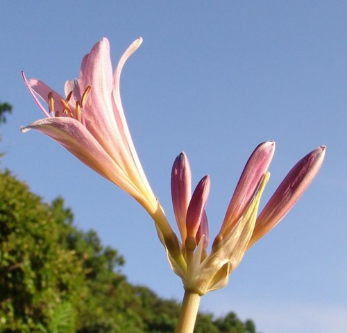 夏水仙