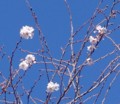 [花][冬桜]冬桜