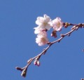 [花][冬桜]冬桜