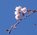 [花][冬桜]冬桜