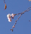 [花][冬桜]冬桜