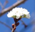 [花][冬桜]冬桜