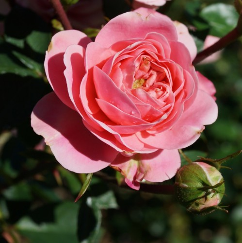 f:id:youko510:20131010094458j:image