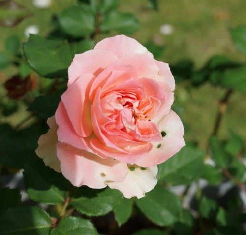 f:id:youko510:20131010103128j:image