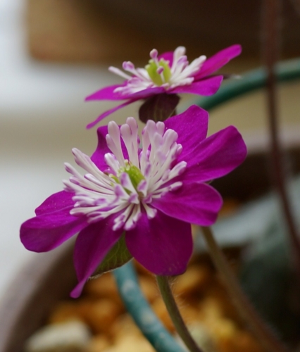 f:id:youko510:20140309114331j:image