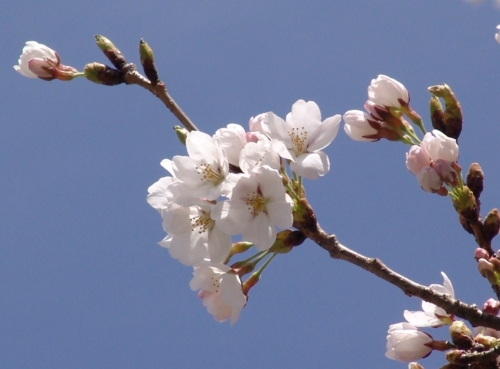 桜