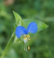 [花][露草]露草