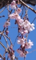 [花][桜][冬桜]冬桜