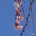 [花][桜][冬桜]冬桜