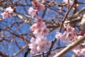 [花][桜][冬桜]冬桜