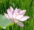 [花][はす]はす