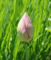 [花][はす]はす