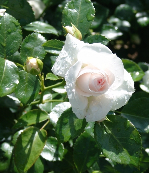 f:id:youko510:20180531204559j:image