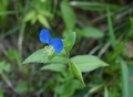 [花][露草]露草