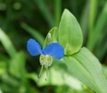 [花][露草]露草