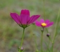 [花][こすもす]こすもす