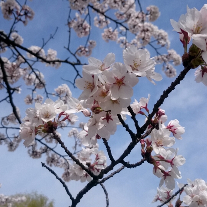 f:id:youkorori:20180412212526j:plain f:id:youkorori:20180412212526j:plain