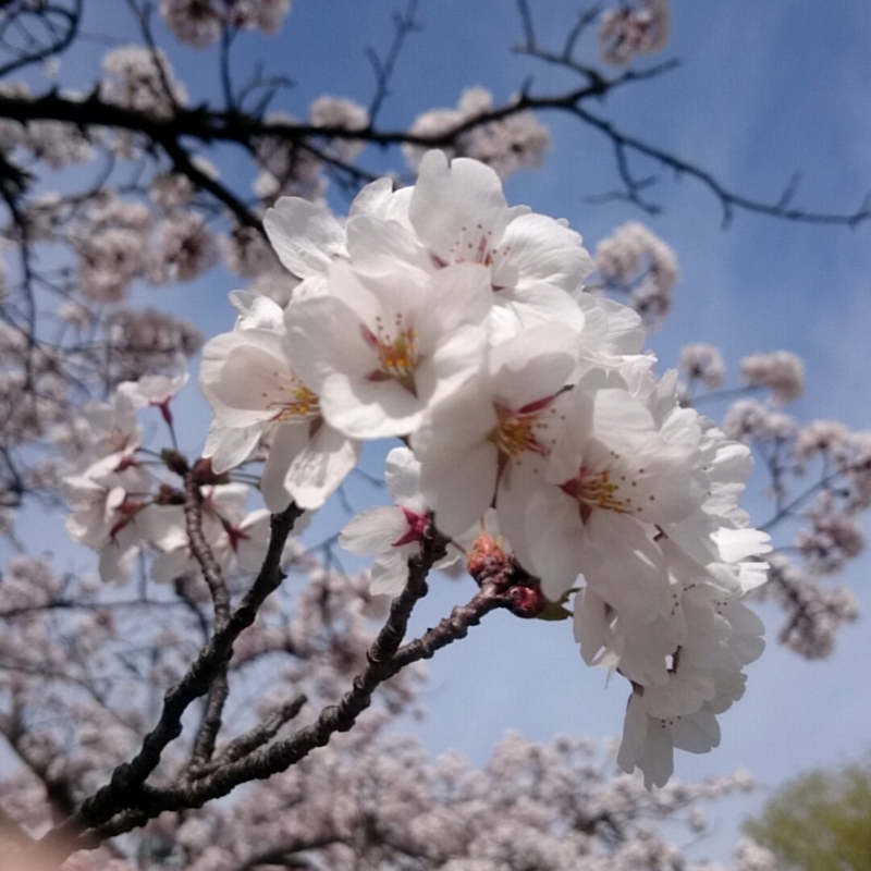 f:id:youkorori:20180412212535j:plain f:id:youkorori:20180412212535j:plain