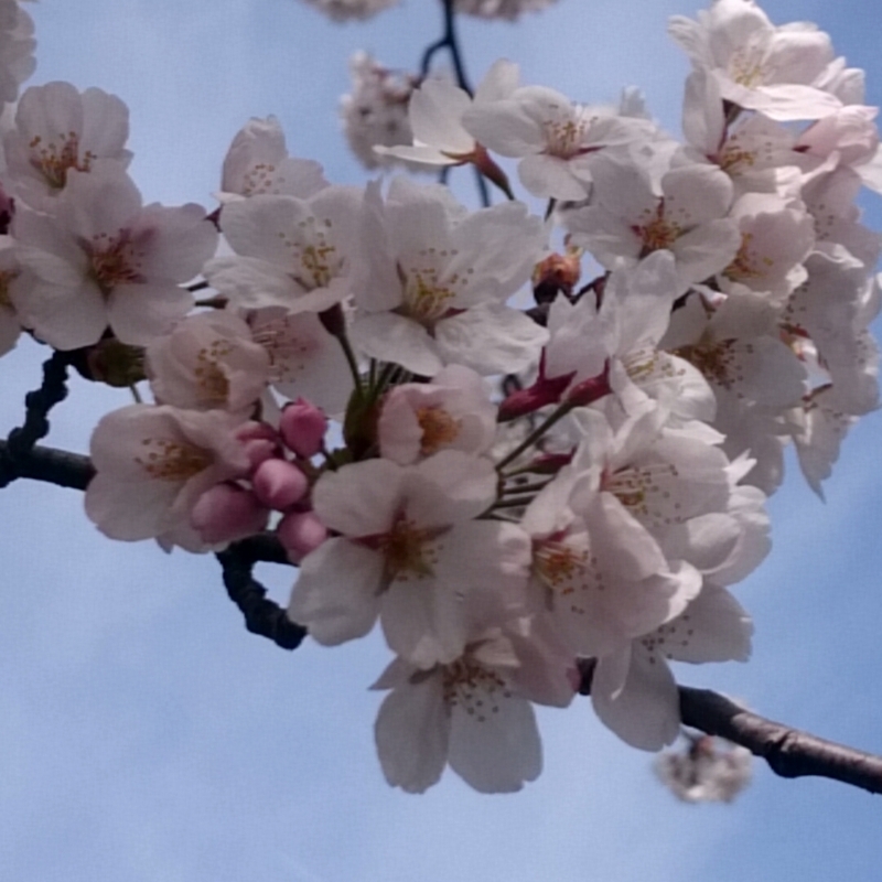 f:id:youkorori:20180412212539j:plain f:id:youkorori:20180412212539j:plain