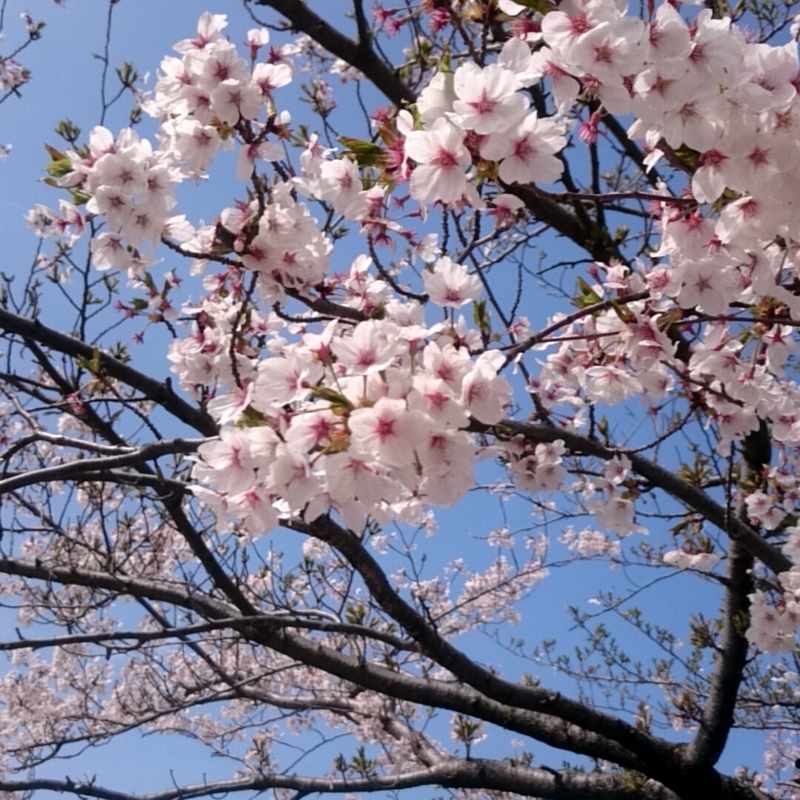 f:id:youkorori:20180412212746j:plain f:id:youkorori:20180412212746j:plain