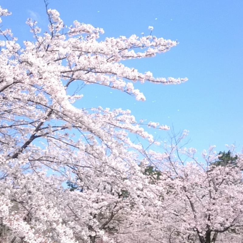 f:id:youkorori:20180412212839j:plain f:id:youkorori:20180412212839j:plain