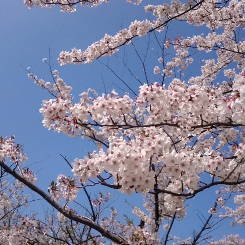f:id:youkorori:20180412212855j:plain f:id:youkorori:20180412212855j:plain