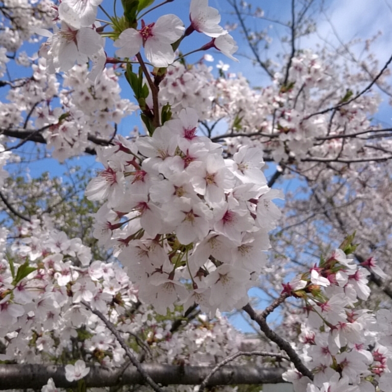 f:id:youkorori:20180412212859j:plain f:id:youkorori:20180412212859j:plain