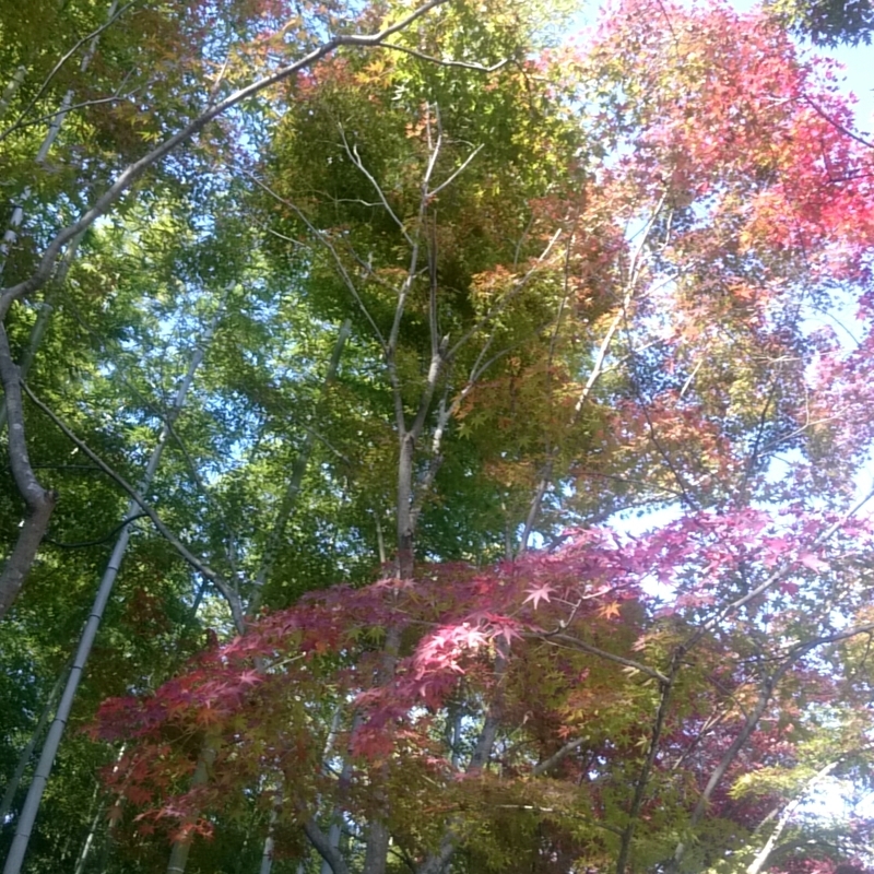 f:id:youkorori:20181129045246j:plain f:id:youkorori:20181129045246j:plain