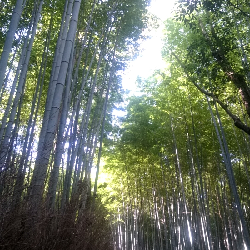 f:id:youkorori:20181129045306j:plain f:id:youkorori:20181129045306j:plain
