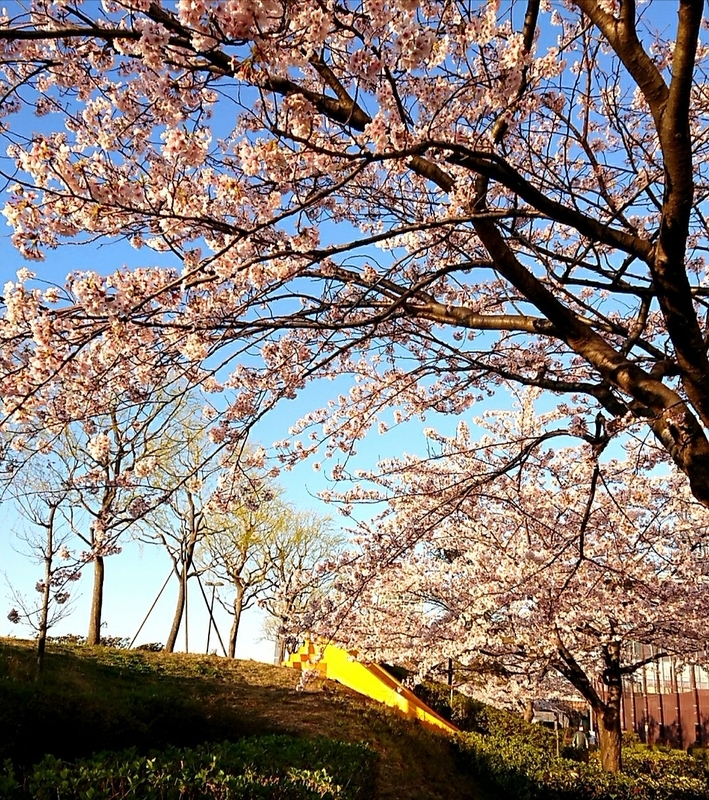 f:id:youkorori:20190418061036j:plain f:id:youkorori:20190418061036j:plain