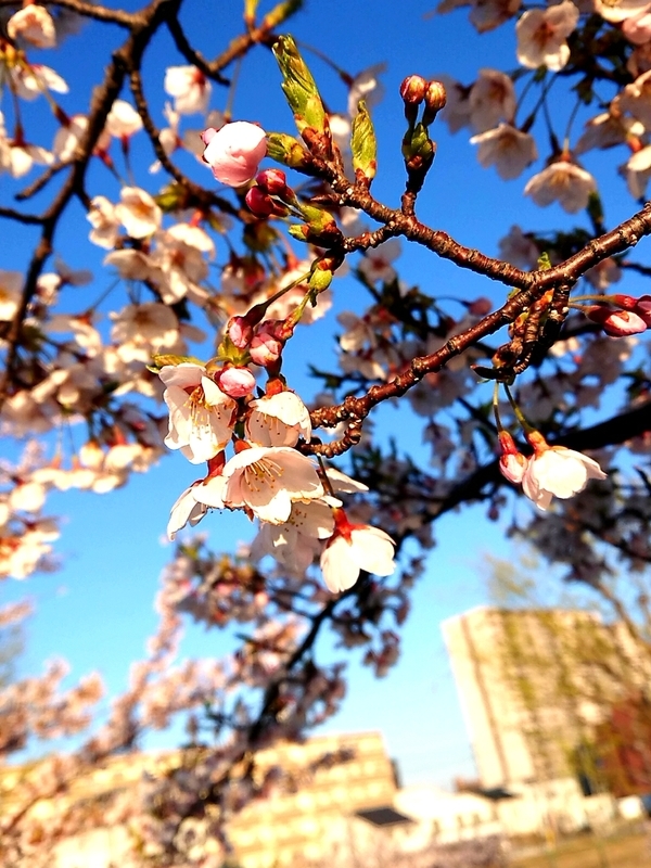 f:id:youkorori:20190418061039j:plain f:id:youkorori:20190418061039j:plain